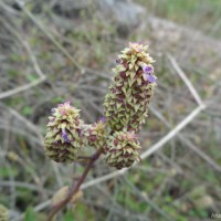 Coleus strobilifer (Roxb.) A.J.Paton